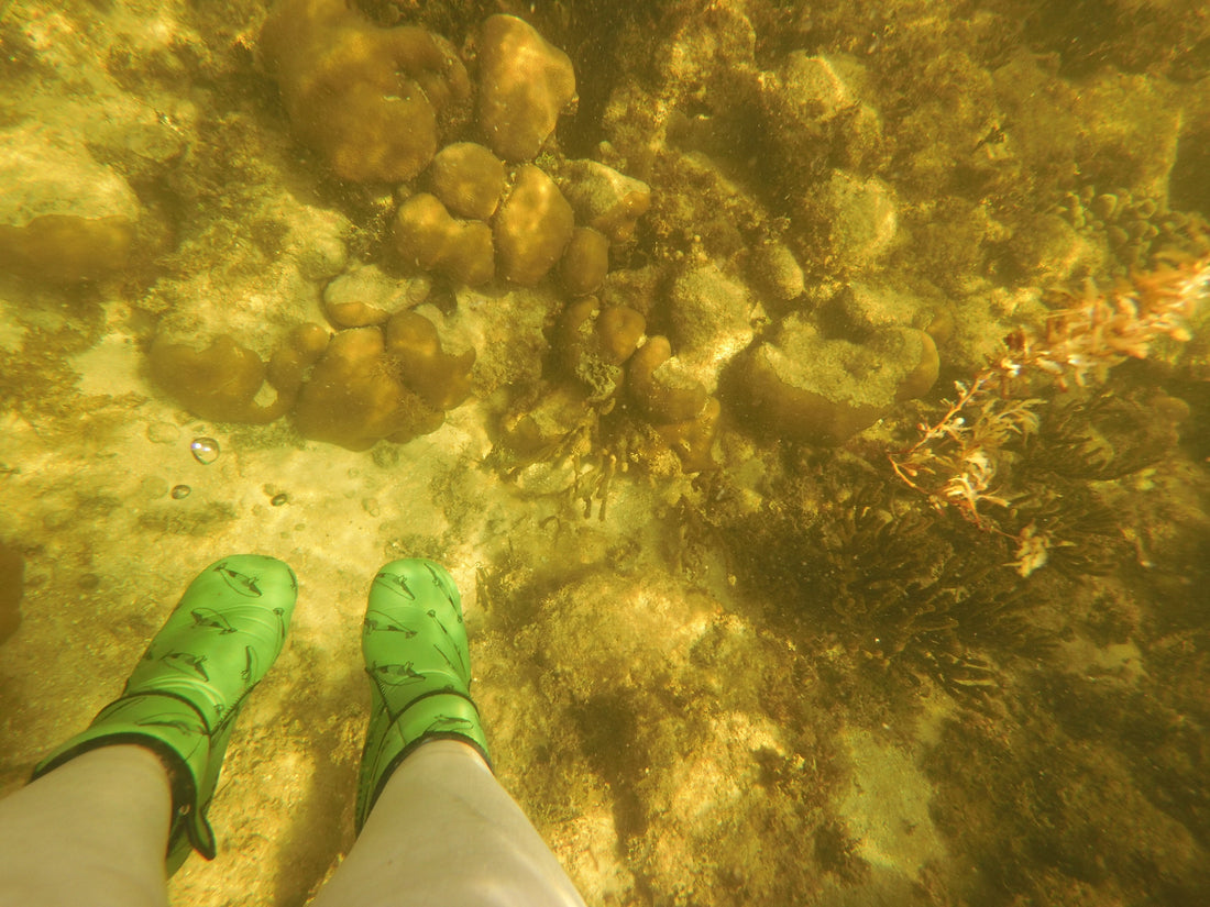 Marine Conservation in Mexico